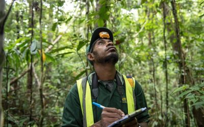 What are carbon markets and why are they important?
